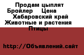 Продам цыплят  Бройлер  › Цена ­ 100 - Хабаровский край Животные и растения » Птицы   
